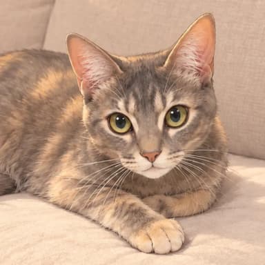 ソファでくつろぐ猫のシャナ